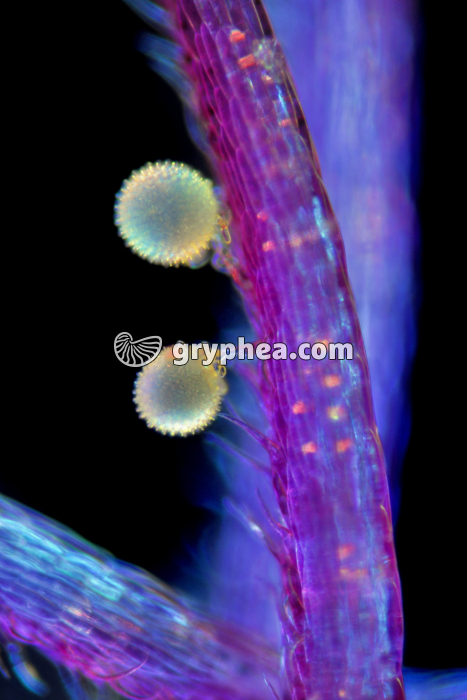 Mauve - Germination du pollen sur un stigmate x50 - gryphea.org